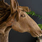 Teakwood Horse Head Sculpture with Base